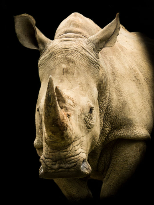 Photographie intitulée "Rhinocéros-655" par Josy Moderne, Œuvre d'art originale, Autre