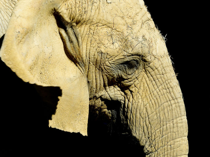 Photographie intitulée "éléphant-945" par Josy Moderne, Œuvre d'art originale, Autre