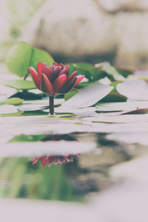 Photographie intitulée "jardins d'eau-3888" par Josy Moderne, Œuvre d'art originale, Photographie numérique