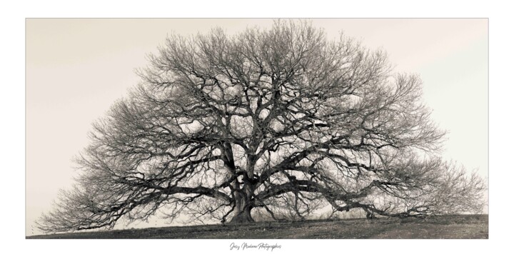 Fotografia intitulada "Chêne remarquable -…" por Josy Moderne, Obras de arte originais, Fotografia digital Montado em Armaçã…