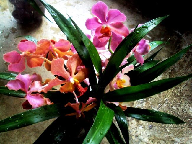 Fotografia intitulada "grandma's orchids" por Joyce Sabdao, Obras de arte originais