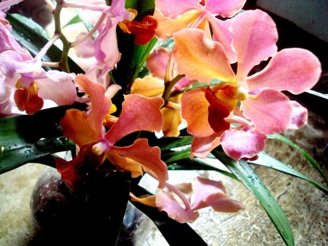 Fotografia intitulada "grandma's orchids" por Joyce Sabdao, Obras de arte originais