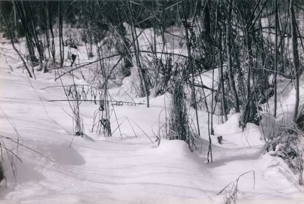 Photography titled "Clear winter snow" by Sarah Fox, Original Artwork