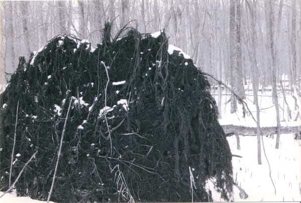 Photographie intitulée "Roots of a tree" par Sarah Fox, Œuvre d'art originale