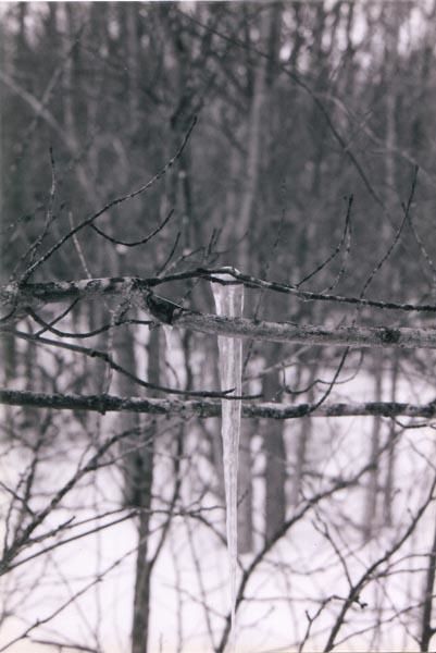 Photographie intitulée "Ice on a tree" par Sarah Fox, Œuvre d'art originale