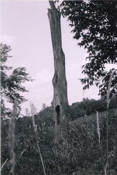 Photographie intitulée "The old tree" par Sarah Fox, Œuvre d'art originale