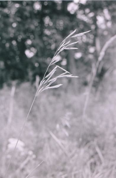 Photographie intitulée "A reed in the wind" par Sarah Fox, Œuvre d'art originale