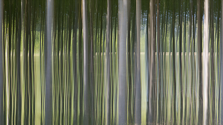 Fotografia intitolato "Rideau d'arbres" da Jean Pierre Fleury, Opera d'arte originale, Fotografia digitale