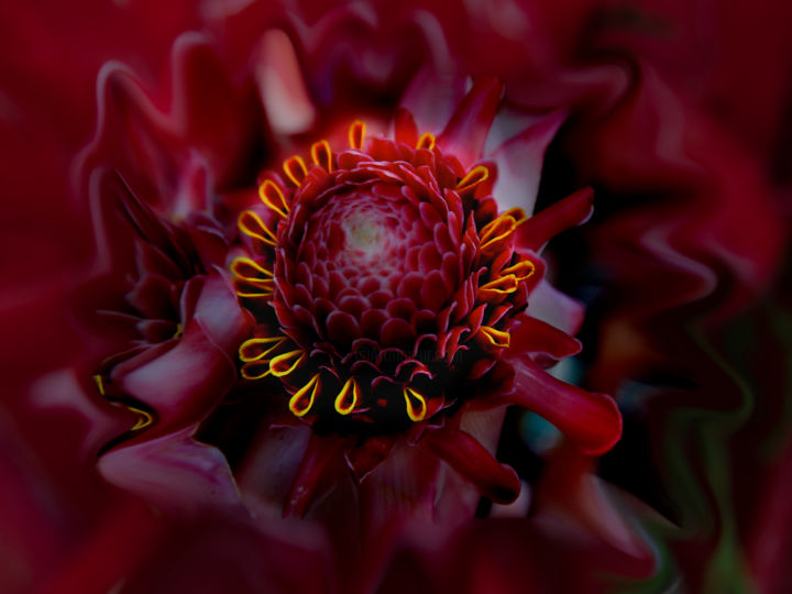Fotografie mit dem Titel "corona fleur" von Jose Americo Jsilvares, Original-Kunstwerk, Digitale Fotografie