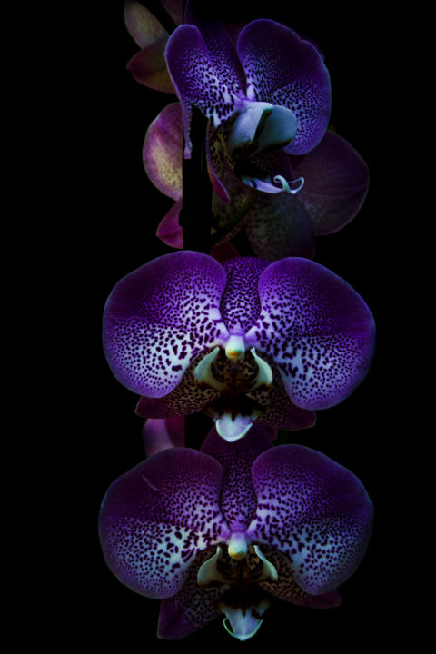 Orquídea Blue, Photography by Jose Americo Jsilvares | Artmajeur