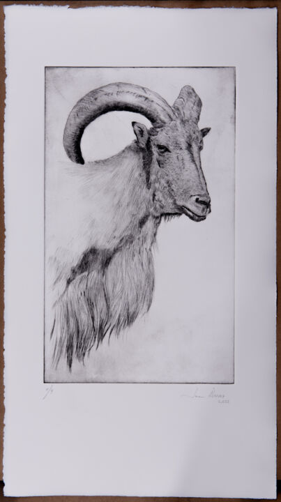 Estampas & grabados titulada "Cabeza de cabra II" por Juan Álvarez Cebrián, Obra de arte original, Grabado