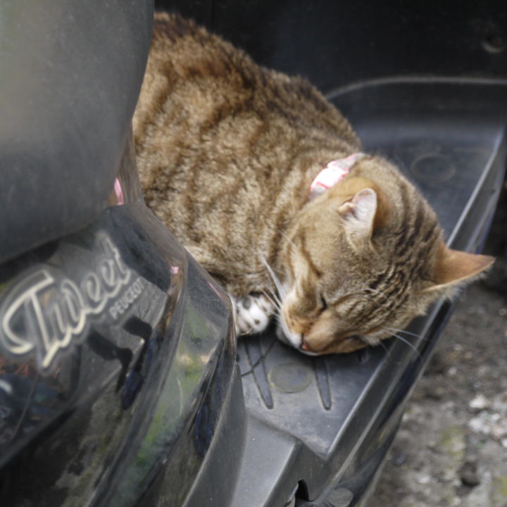 Fotografía titulada "Scooter-cat" por Jürgen Briem, Obra de arte original