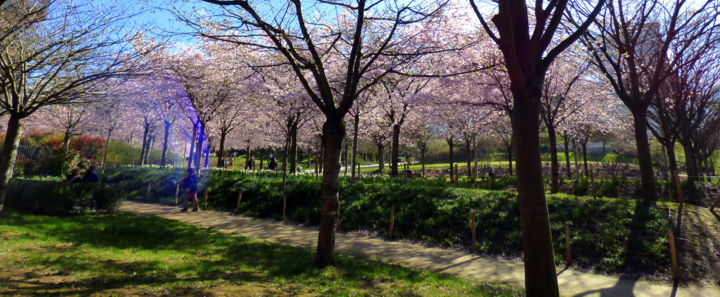 Photography titled "Kirschblüte in Bati…" by Jürgen Briem, Original Artwork