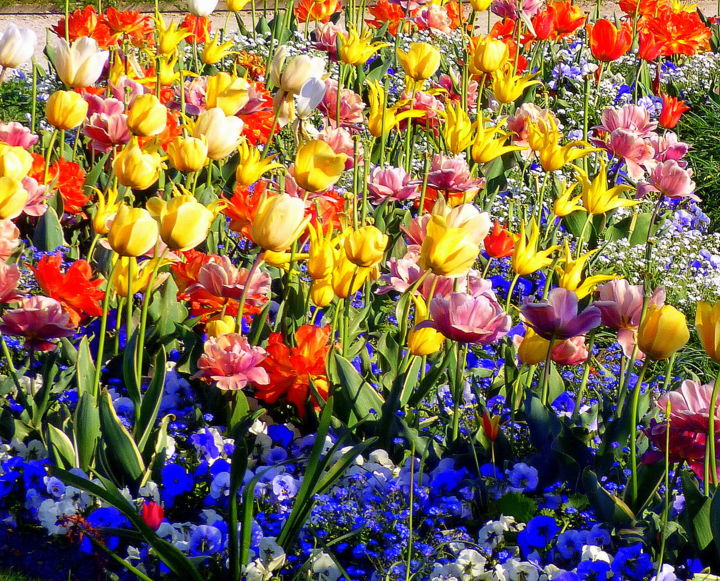 Fotografía titulada "Tulipes, - pas des…" por Jürgen Briem, Obra de arte original, Fotografía digital
