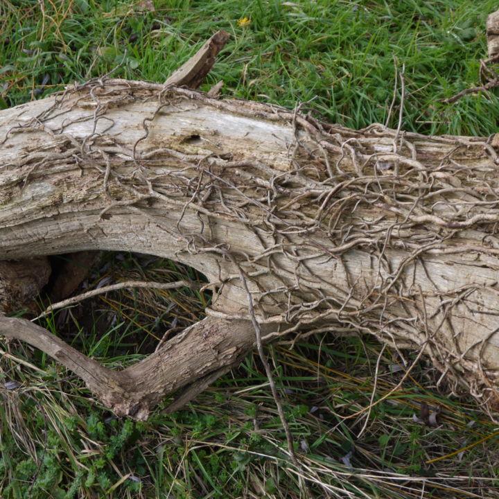 Photography titled "Mis à terre" by Jürgen Briem, Original Artwork