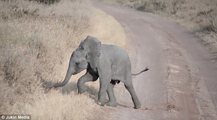 Fotografia intitolato "Baby Elephant Naugh…" da Jukin Media, Opera d'arte originale, fotografia a pellicola