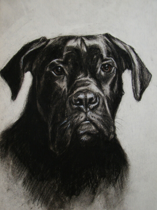 Rysunek zatytułowany „Boomer, my Dog Draw…” autorstwa Julia Lihina, Oryginalna praca, Węgiel drzewny