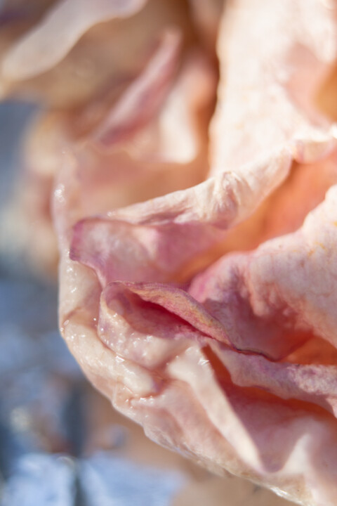 Fotografia zatytułowany „Pink Rose” autorstwa Julia Ruijter, Oryginalna praca, Fotografia cyfrowa