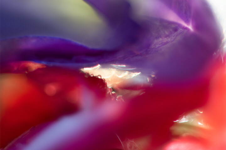 Fotografia intitulada "Dewdrops in flowers" por Julia Ruijter, Obras de arte originais, Fotografia digital