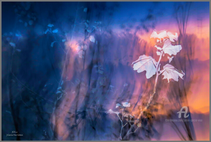 Photography titled "Plant soul" by Julian Garcia-Viso, Original Artwork, Non Manipulated Photography