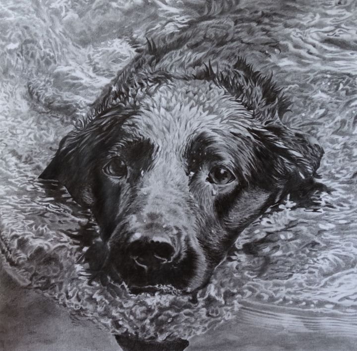 Tekening getiteld "Labrador bliss" door Julian Wheat, Origineel Kunstwerk, Potlood