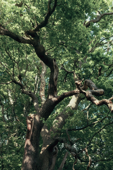 Photographie intitulée "Tree in Hampstead H…" par Juliana Vasquez, Œuvre d'art originale, Photographie numérique