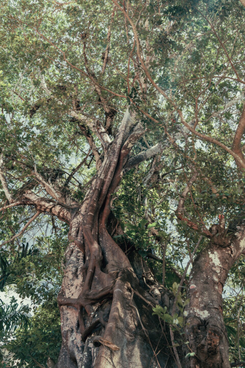 Fotografia zatytułowany „TREE IN TRANCOSO, B…” autorstwa Juliana Vasquez, Oryginalna praca, Fotografia cyfrowa