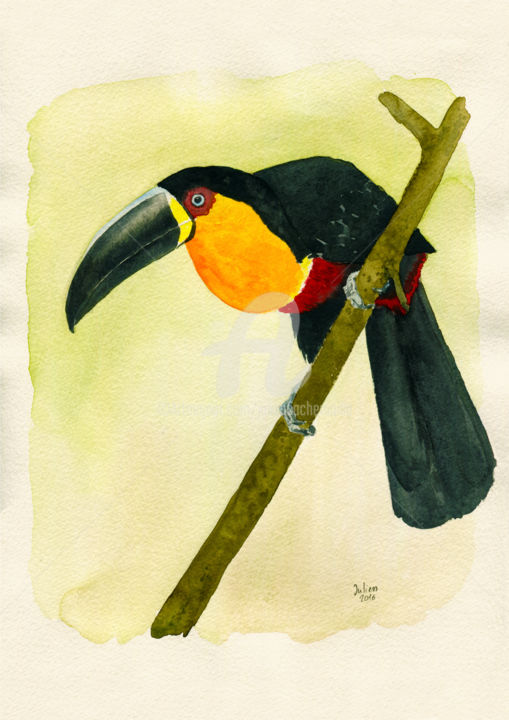 Painting titled "Tucano de bico preto" by Julien Cachemaille, Original Artwork, Watercolor