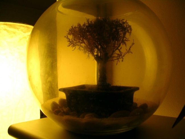 Fotografía titulada "l'arbre dans son aq…" por Jusama, Obra de arte original