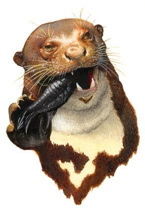 Dibujo titulada "Loutre géante" por Julien S, Obra de arte original