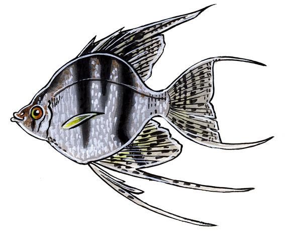 Drawing titled "Poisson ange." by Julien S, Original Artwork