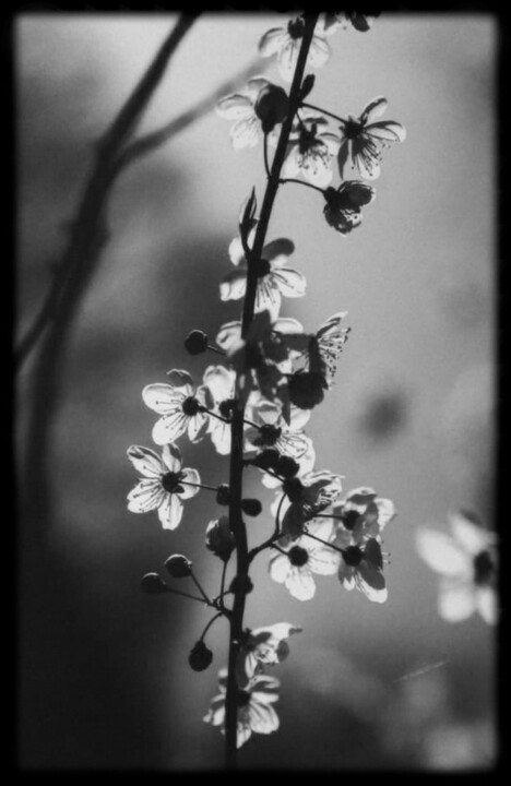 Fotografía titulada "Hymn to Silence 3" por Junko, Obra de arte original, Fotografía digital Montado en Aluminio