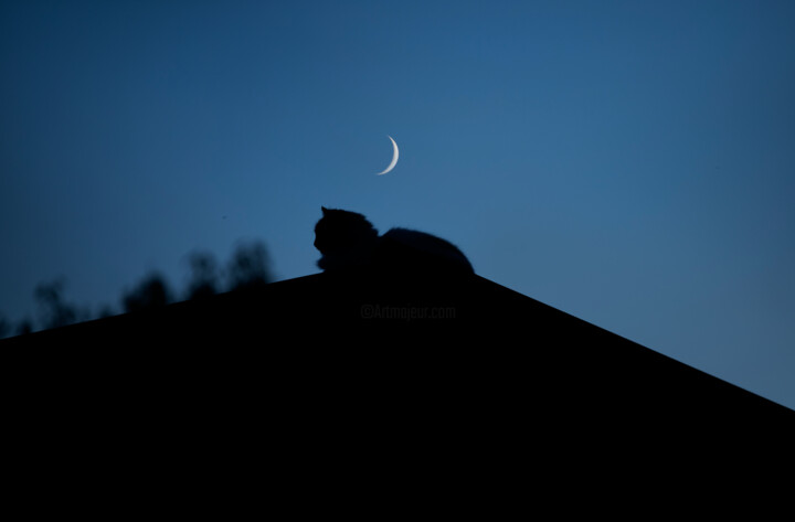 Fotografia intitolato "Mooncat" da Jure Kralj, Opera d'arte originale, Fotografia digitale