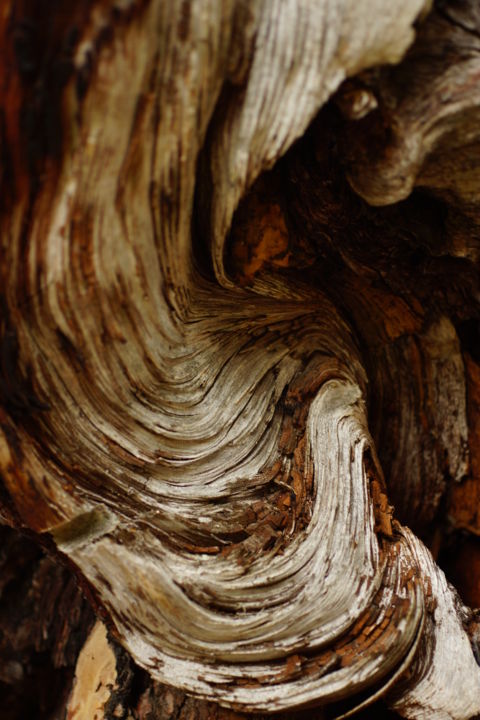 Fotografia intitolato "Baum Detail" da Jutta Christandl, Opera d'arte originale, Fotografia digitale
