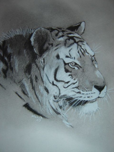 Drawing titled "Tiger" by Chance Kaiden, Original Artwork
