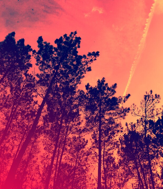 Photography titled "Sunset forest" by Kaliart, Original Artwork, Digital Photography