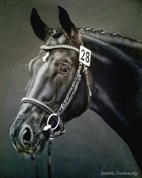 Rysunek zatytułowany „Silesian stallion 2” autorstwa Kamila Żuchowska, Oryginalna praca, Pastel