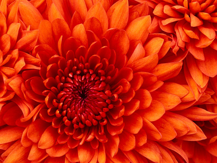 Картина под названием "chrysanthemum.jpg" - Kaoutar Ecole, Подлинное произведение искусства
