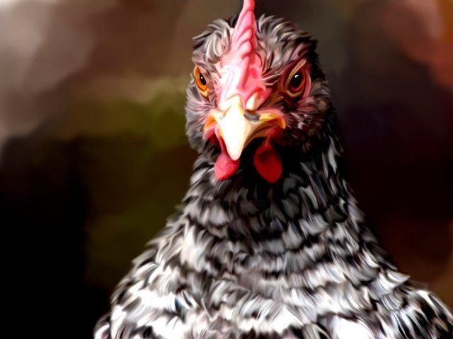 Painting titled "colorful hen" by Karen Sheltrown, Original Art, Oil