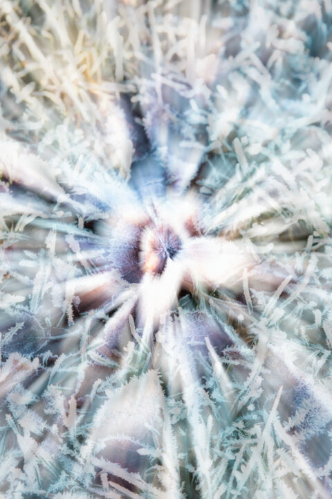 Fotografia intitulada "Frozen (studio 3)" por Karim Carella, Obras de arte originais, Fotografia digital