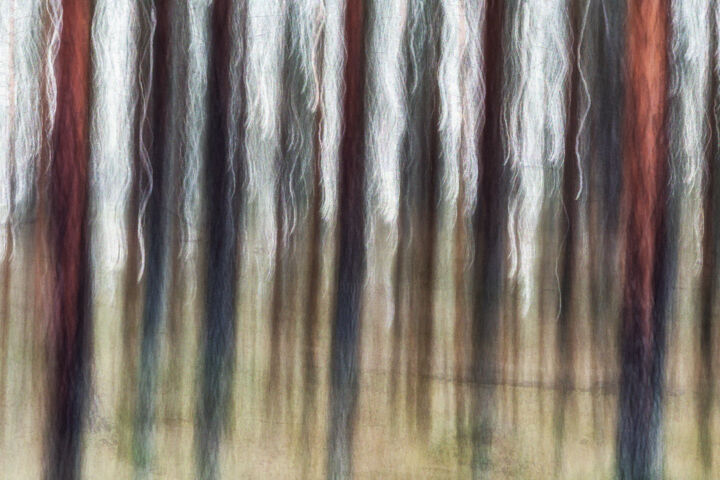 Photography titled "Conifers (studio 5)" by Karim Carella, Original Artwork, Digital Photography