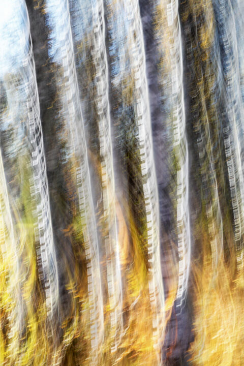 Photographie intitulée "Birches (studio 6)" par Karim Carella, Œuvre d'art originale, Photographie numérique