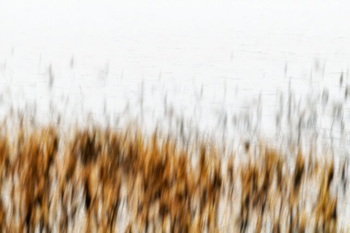Fotografia intitolato "Lake grass (studio…" da Karim Carella, Opera d'arte originale, Fotografia digitale