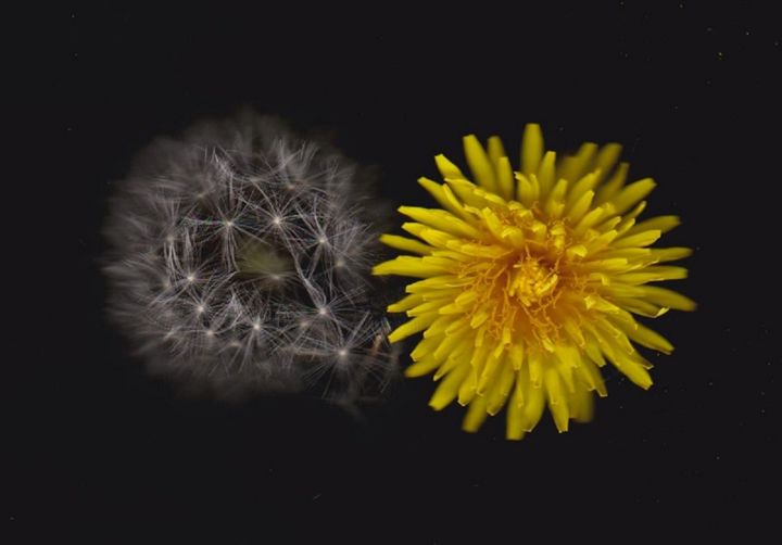 Photographie intitulée "Les 2 Ages" par Karine Lopez, Œuvre d'art originale