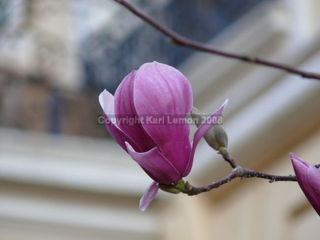 Fotografie mit dem Titel "Fleur Violette" von Karl Lemon, Original-Kunstwerk