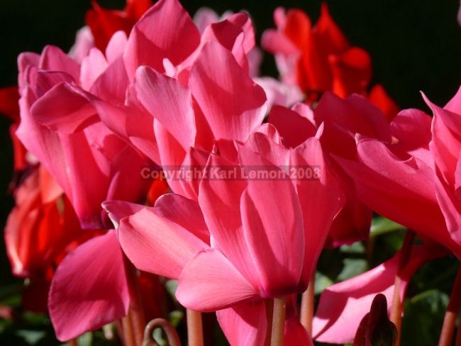 Fotografia intitolato "Fleur Rouge" da Karl Lemon, Opera d'arte originale