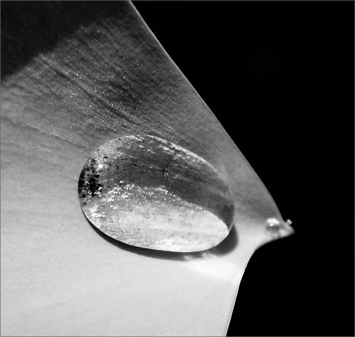 Фотография под названием "dsc06605-1.jpg" - Valentin Kartavenko, Подлинное произведение искусства,
