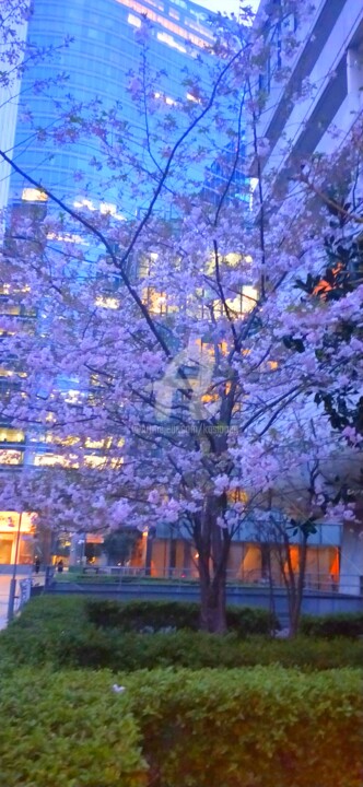 Photographie intitulée "Cerisier de nuit ©" par Kasiopea, Œuvre d'art originale, Photographie numérique