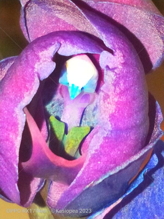 Photographie intitulée "Phalaenopsis oiseau…" par Kasiopea, Œuvre d'art originale, Photographie numérique