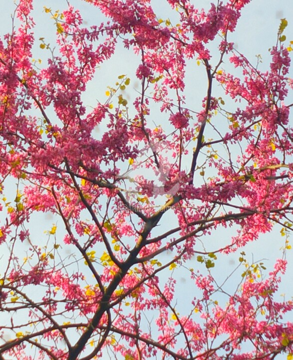 Photographie intitulée "Bonhomme cerisier ©" par Kasiopea, Œuvre d'art originale, Photographie numérique